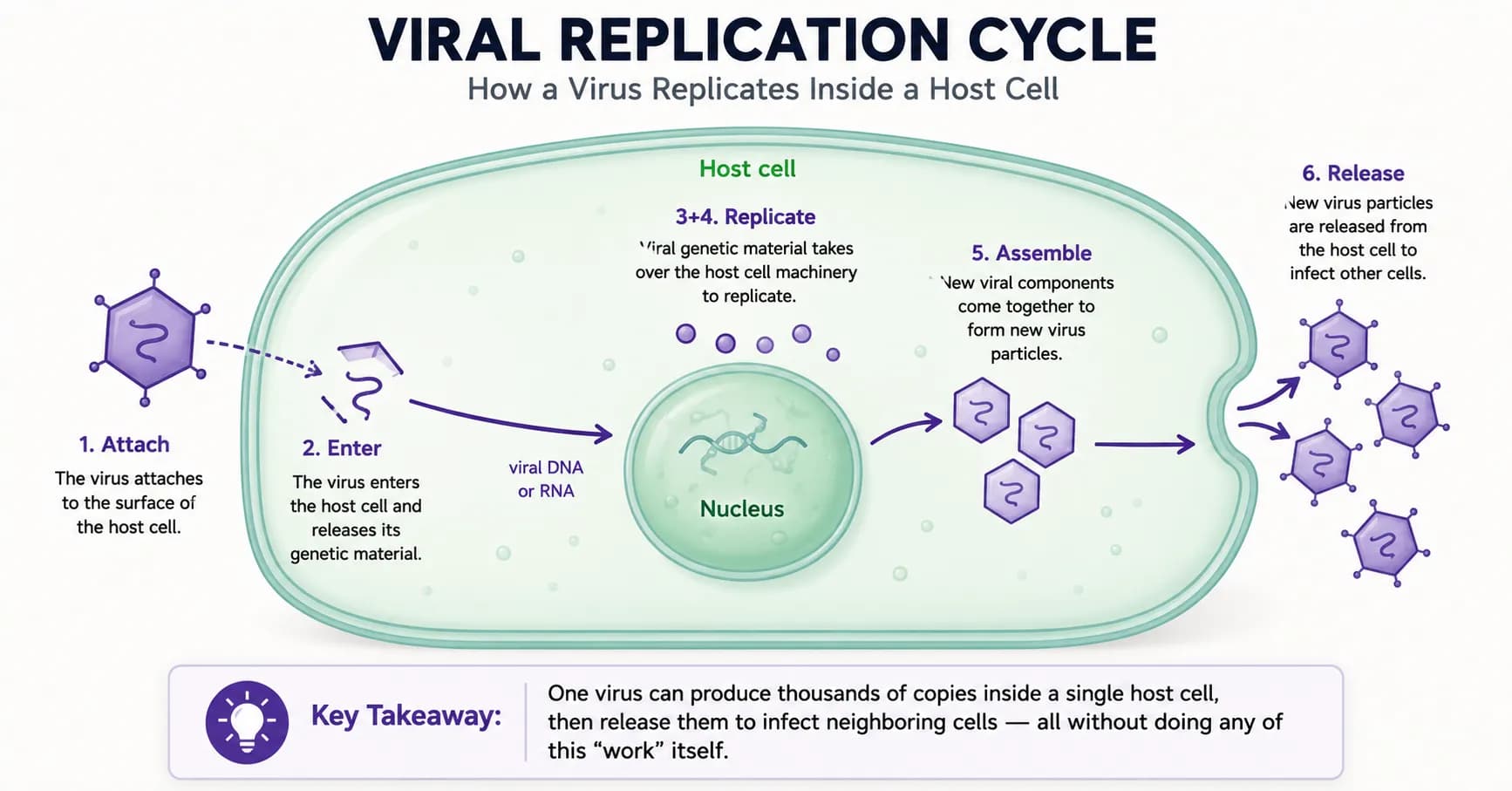 How do viruses replicate (The 6-step hijack)
